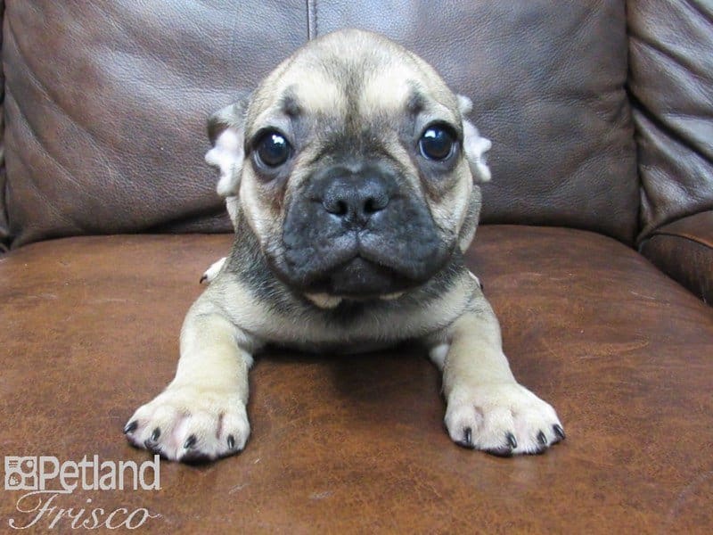 French Bulldog-DOG-Female-Sable and Blue-2663094-Petland Frisco, Texas