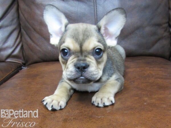 French Bulldog DOG Male Sable and Blue 25002 Petland Frisco, Texas