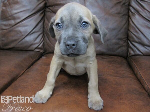 Cane Corso DOG Female Formentino 25000 Petland Frisco, Texas