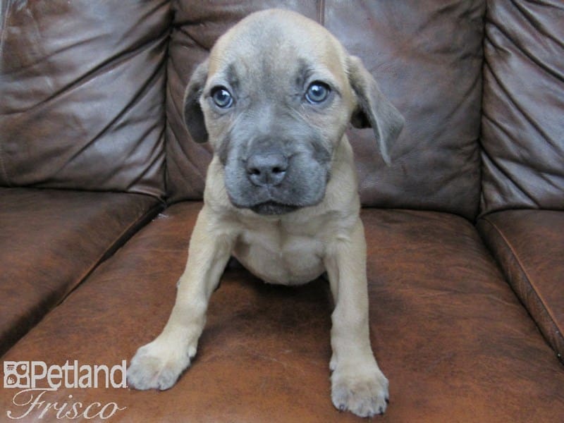 Cane Corso-DOG-Female-Formentino-2663079-Petland Frisco, Texas