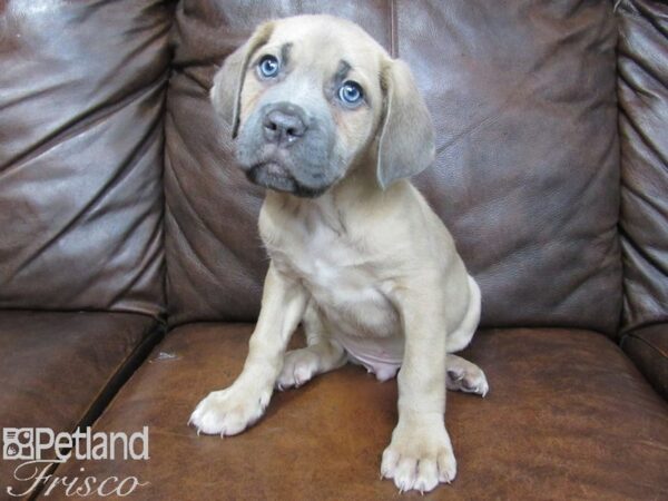 Cane Corso DOG Male Formentino 24999 Petland Frisco, Texas