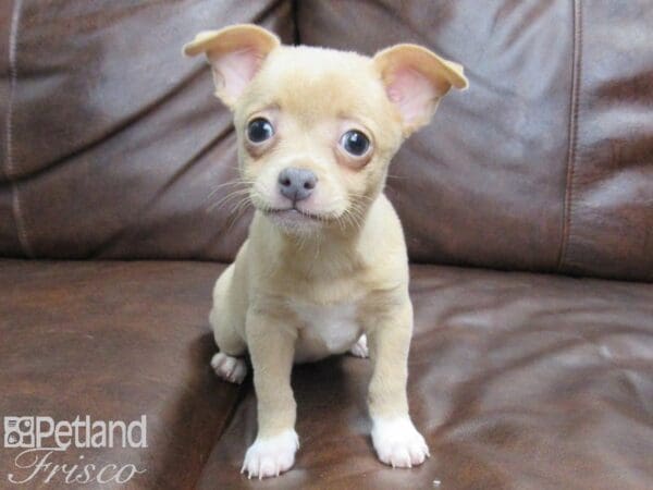 Chihuahua DOG Female Fawn 24996 Petland Frisco, Texas