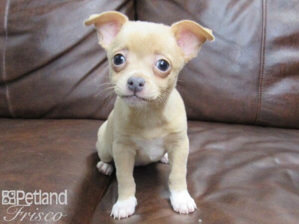 Chihuahua-DOG-Female-Fawn-24996-Petland Frisco & Mckinney, Texas