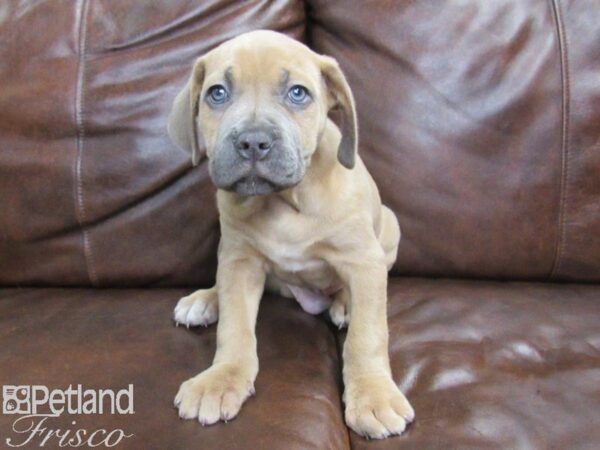 Cane Corso DOG Male Formentino 24998 Petland Frisco, Texas