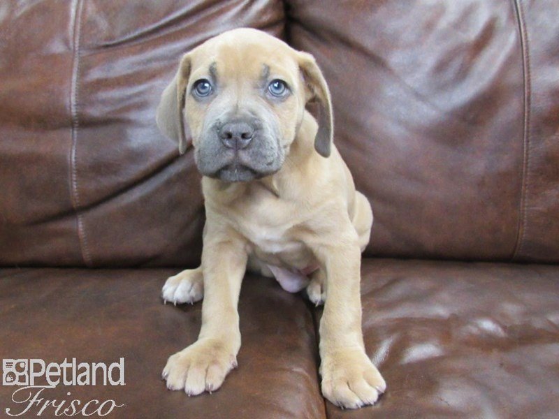 Cane Corso Puppy Formentino ID24998 Located at Petland Frisco, Texas