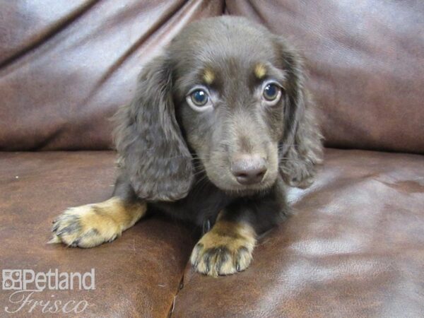 Dachshund DOG Male Red 24997 Petland Frisco, Texas