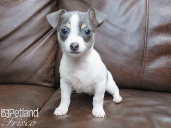 Chihuahua DOG Male Blue and White 24994 Petland Frisco, Texas