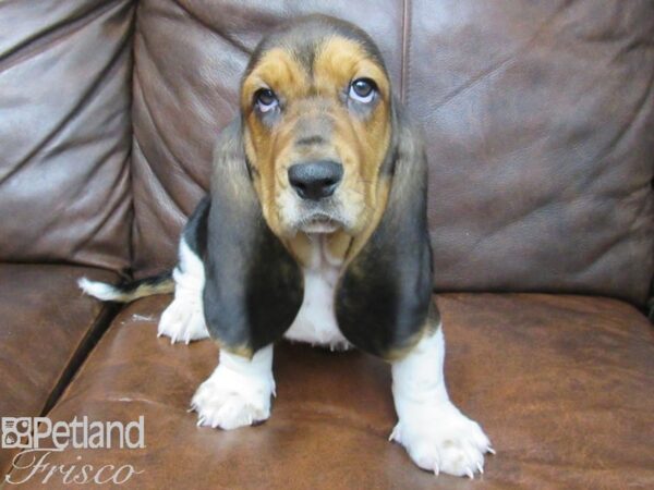 Basset Hound DOG Female Black White and Tan 24993 Petland Frisco, Texas