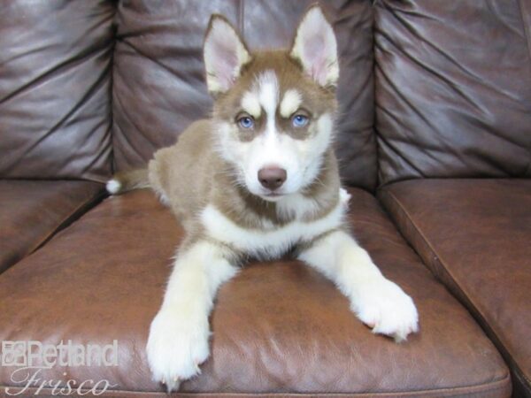 Siberian Husky DOG Female Red and White 24992 Petland Frisco, Texas