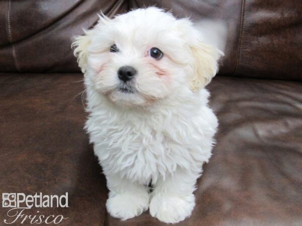 Teddy Bear DOG Male Gold and White 24991 Petland Frisco, Texas