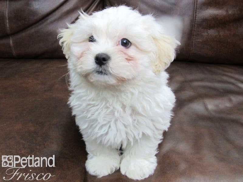 Teddy Bear-DOG-Male-Gold and White-2662331-Petland Frisco, Texas