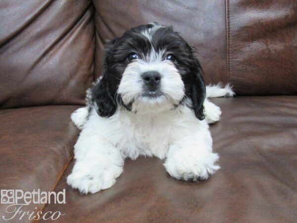 Teddy Bear DOG Male Black and White 24990 Petland Frisco, Texas