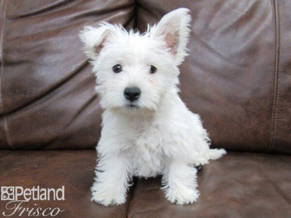 West Highland White Terrier DOG Female White 24989 Petland Frisco, Texas