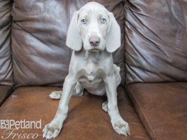 Weimaraner-DOG-Female-Silver Grey-24988-Petland Frisco, Texas