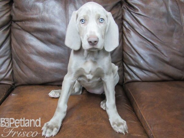 Weimaraner DOG Female Silver Grey 24988 Petland Frisco, Texas