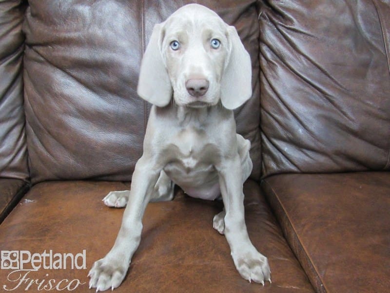 Weimaraner-DOG-Female-Silver Grey-2662534-Petland Frisco, Texas