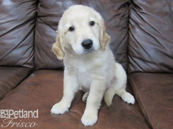 Golden Retriever DOG Female Light Golden 24986 Petland Frisco, Texas