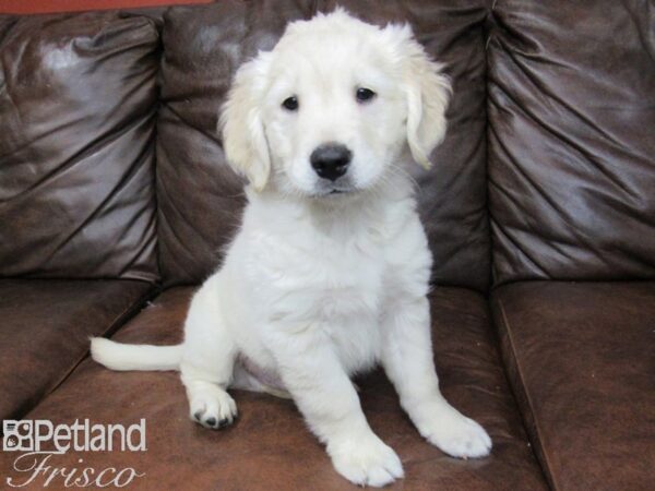 Golden Retriever DOG Male Light Golden 24985 Petland Frisco, Texas