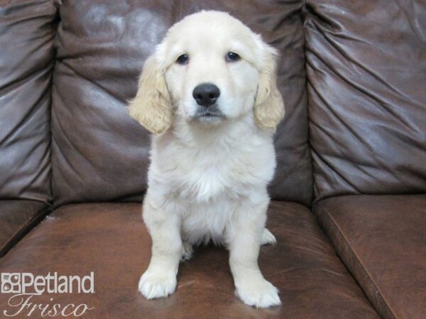 Golden Retriever DOG Female Light Golden 24980 Petland Frisco, Texas