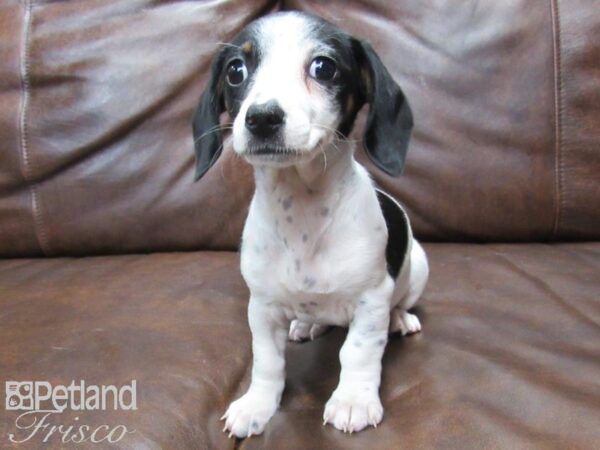 Dachshund DOG Female Tri 25065 Petland Frisco, Texas