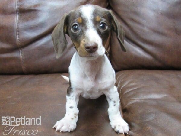 Dachshund-DOG-Female-Chocolate and White Dapple-25064-Petland Frisco, Texas