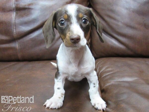 Dachshund DOG Female Chocolate and White Dapple 25064 Petland Frisco, Texas