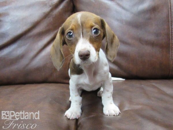 Dachshund DOG Female Red and White 25063 Petland Frisco, Texas