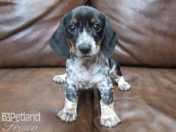 Dachshund-DOG-Male-Black and White-25062-Petland Frisco & Mckinney, Texas