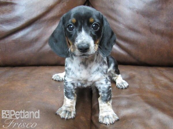 Dachshund DOG Male Black and White 25062 Petland Frisco, Texas