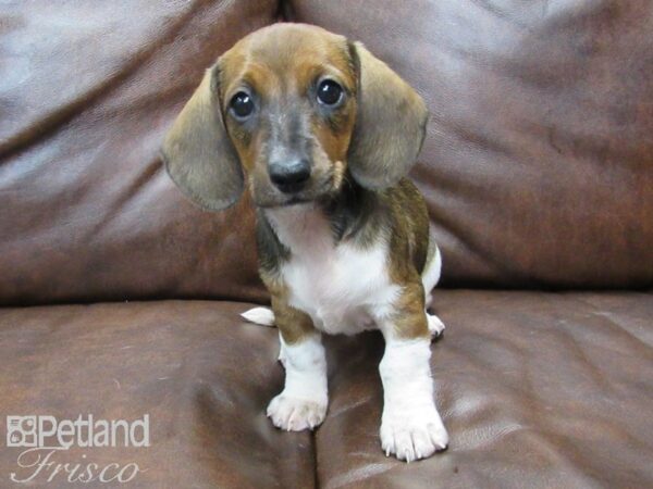 Dachshund DOG Female Red and White 25061 Petland Frisco, Texas