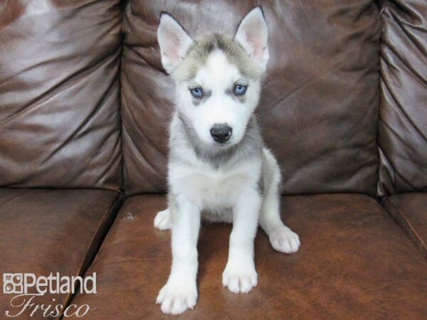 Siberian Husky DOG Female Aguti Gray and Tan 25060 Petland Frisco, Texas