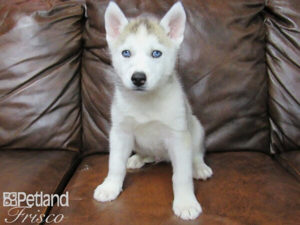 Siberian Husky DOG Male Gray and White 25058 Petland Frisco, Texas