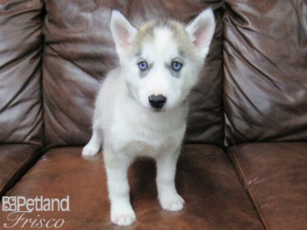 Siberian Husky DOG Female Aguti 25059 Petland Frisco, Texas