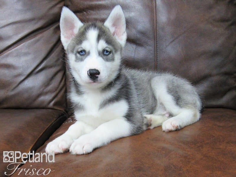Siberian Husky-DOG-Male-Gray and White-2665710-Petland Frisco, Texas