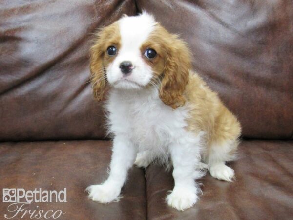 Cavalier King Charles Spaniel DOG Male Bleheim 25056 Petland Frisco, Texas