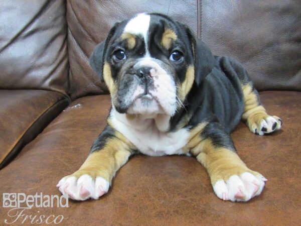 English Bulldog DOG Male Black Tri 25055 Petland Frisco, Texas