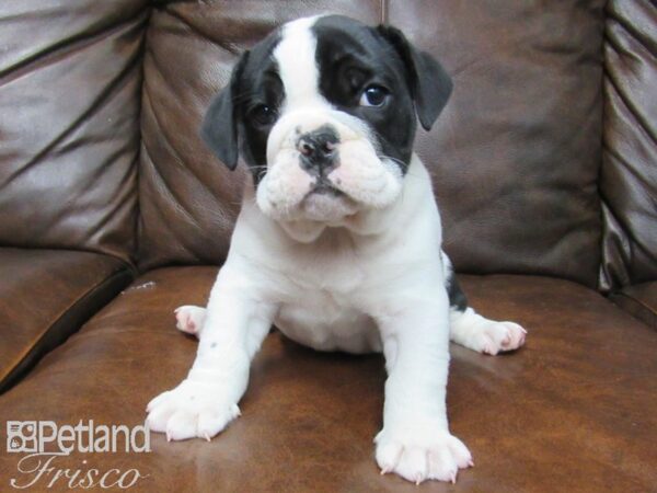English Bulldog-DOG-Male-Black and White-25054-Petland Frisco & Mckinney, Texas