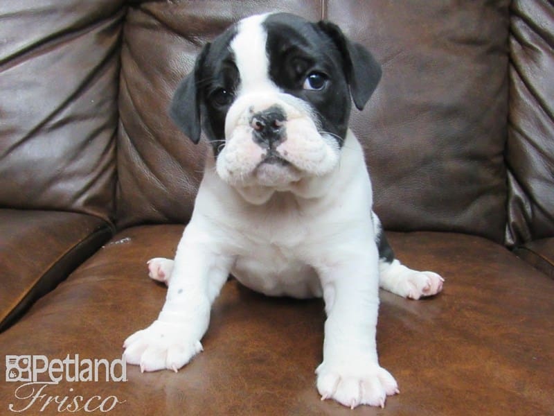 English Bulldog-DOG-Male-Black and White-2665655-Petland Frisco, Texas