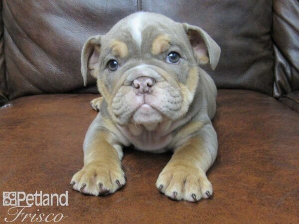 English Bulldog DOG Male Lilac Tri 25053 Petland Frisco, Texas