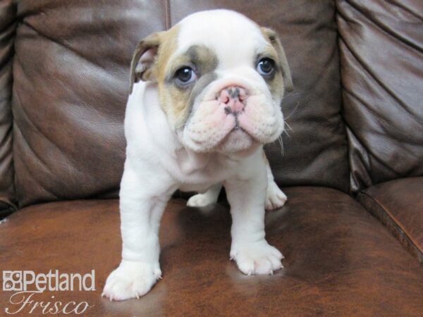 English Bulldog DOG Male Red and White 25052 Petland Frisco, Texas