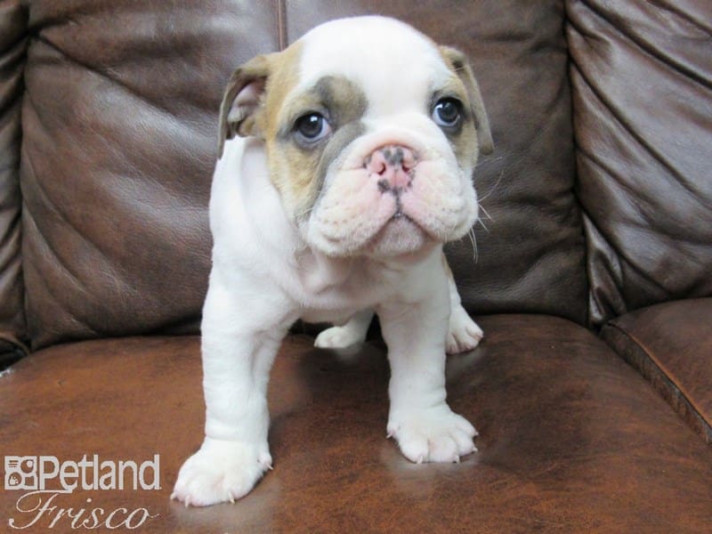 English Bulldog-DOG-Male-Red and White-2665633-Petland Frisco, Texas