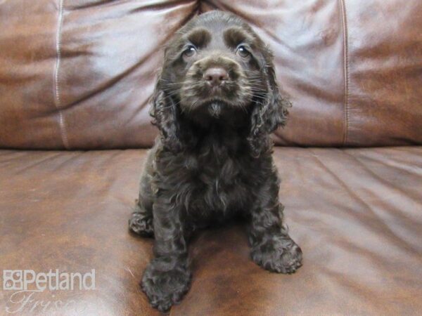 Cocker Spaniel-DOG-Male-CHOC-25050-Petland Frisco & Mckinney, Texas