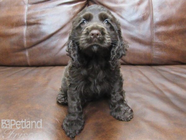 Cocker Spaniel DOG Male CHOC 25050 Petland Frisco, Texas