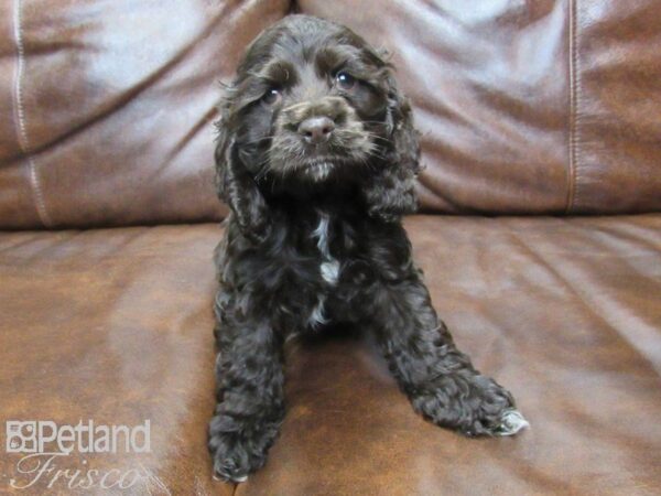 Cocker Spaniel DOG Female CHOC 25049 Petland Frisco, Texas