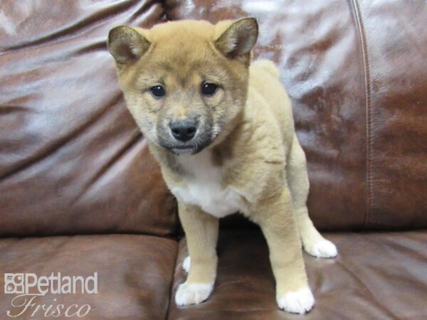 Shiba Inu DOG Male RED 25048 Petland Frisco, Texas