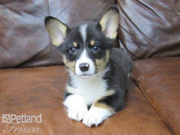 Pembroke Welsh Corgi-DOG-Male-TRI-25047-Petland Frisco, Texas