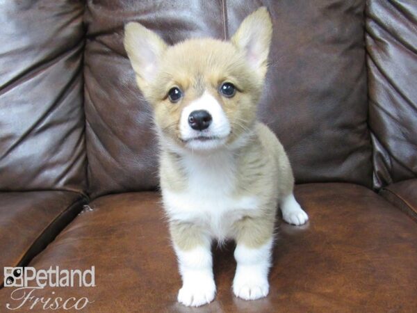 Pembroke Welsh Corgi DOG Female RED 25046 Petland Frisco, Texas