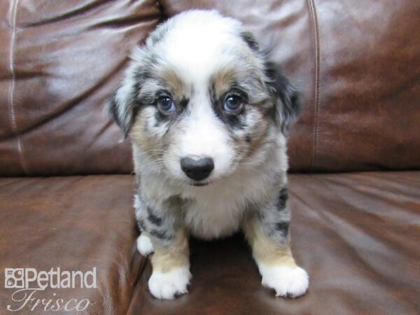 Miniature Australian Shepherd-DOG-Male-BLUE MERLE-25042-Petland Frisco & Mckinney, Texas