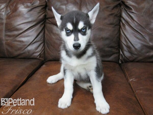 Siberian Husky-DOG-Female-Black & White-25041-Petland Frisco, Texas
