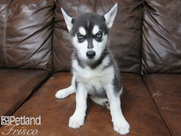 Siberian Husky DOG Female Black & White 25041 Petland Frisco, Texas